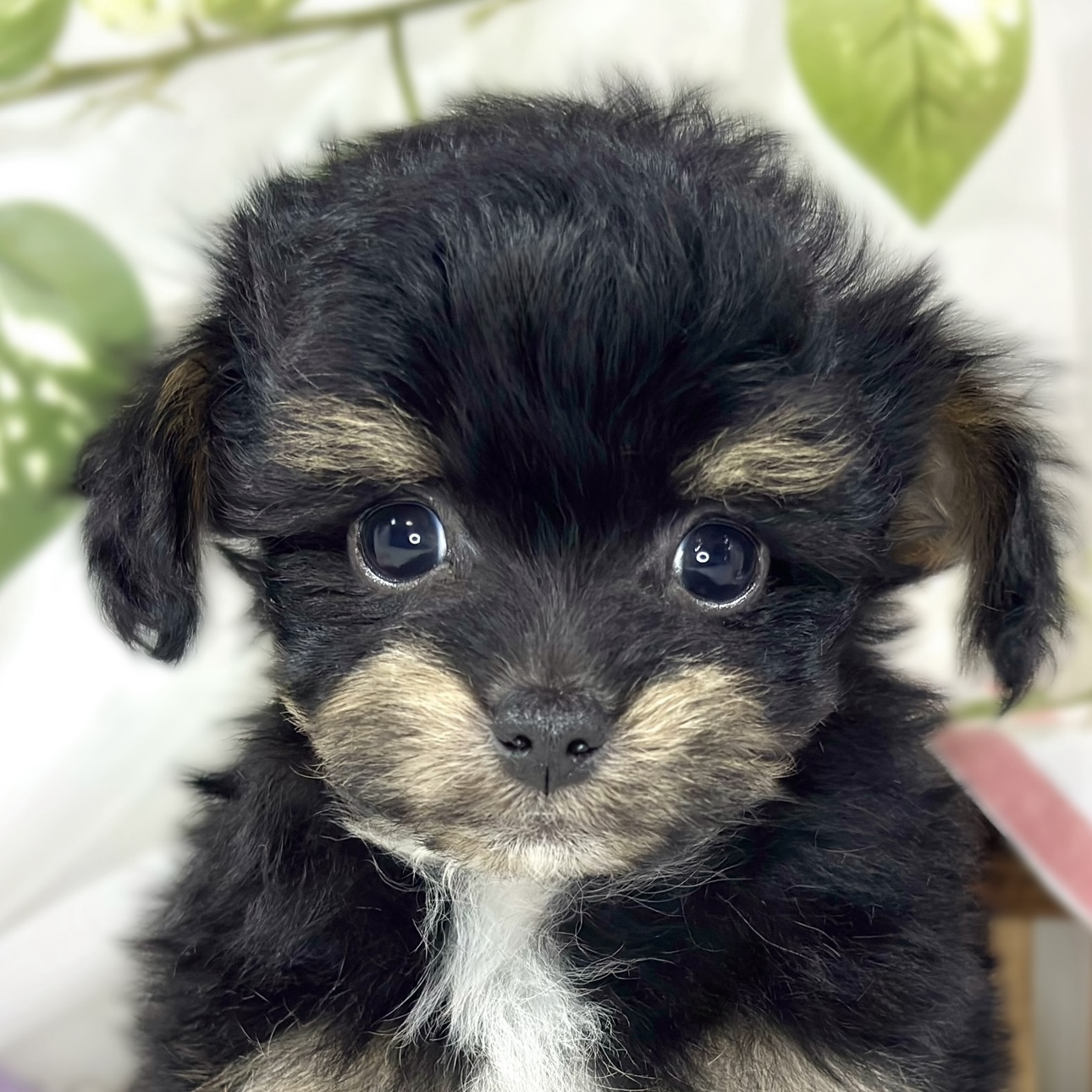 ハーフ犬男の子の写真