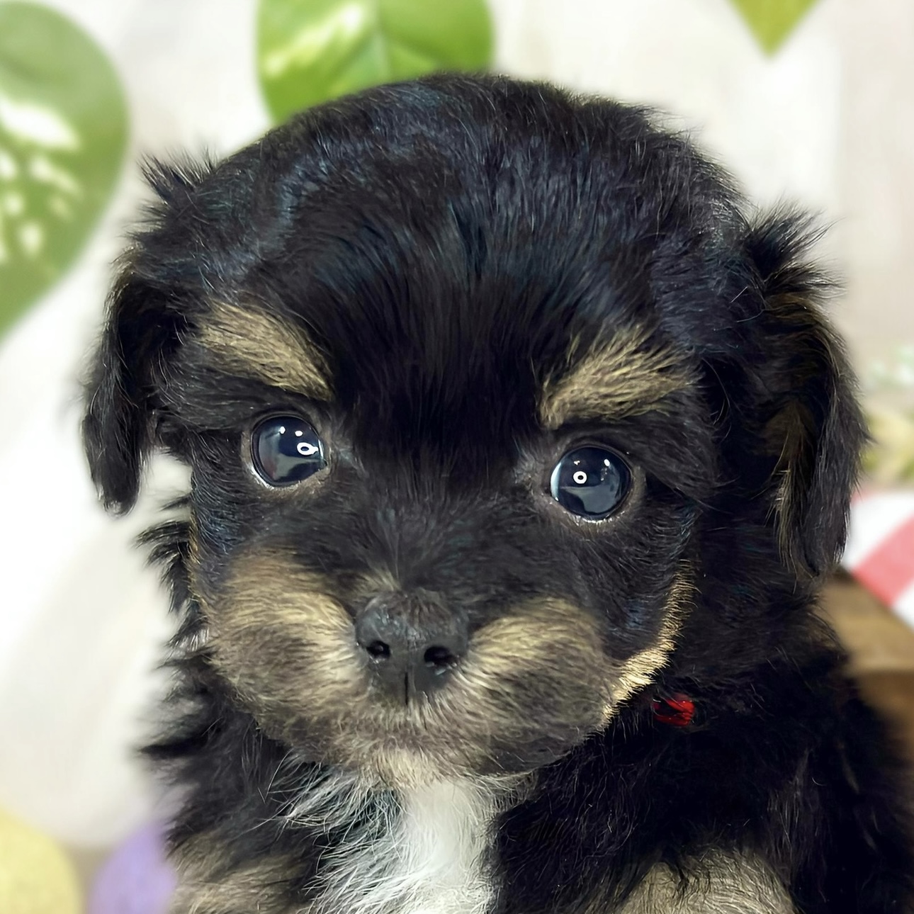 ハーフ犬男の子の写真