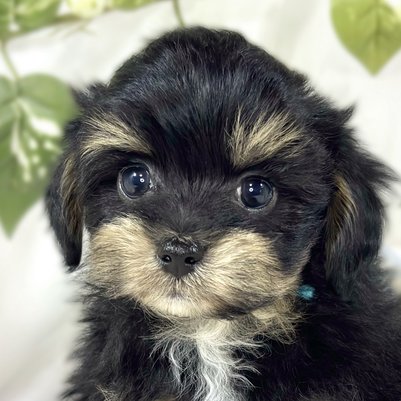 ハーフ犬女の子の写真