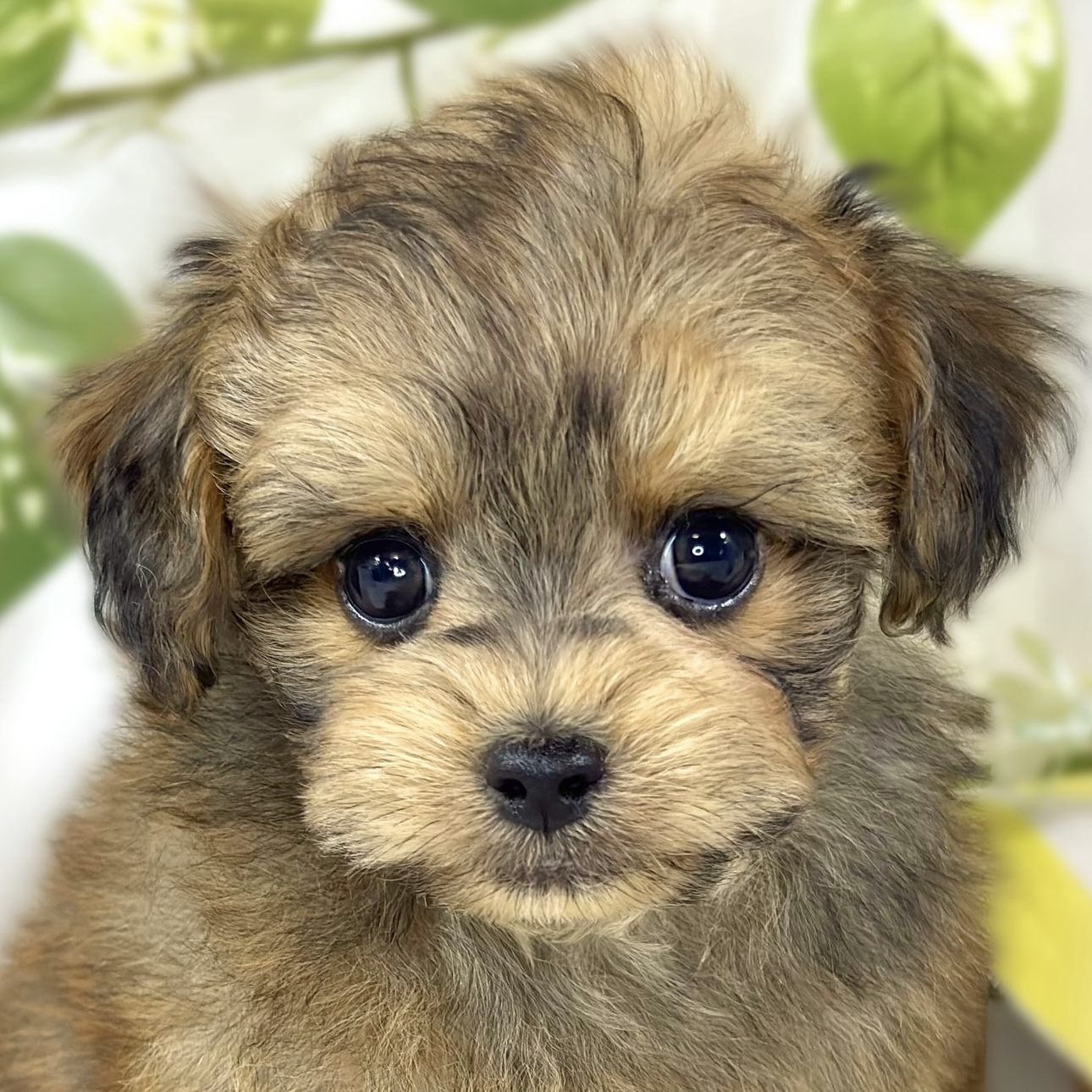 ハーフ犬男の子の写真