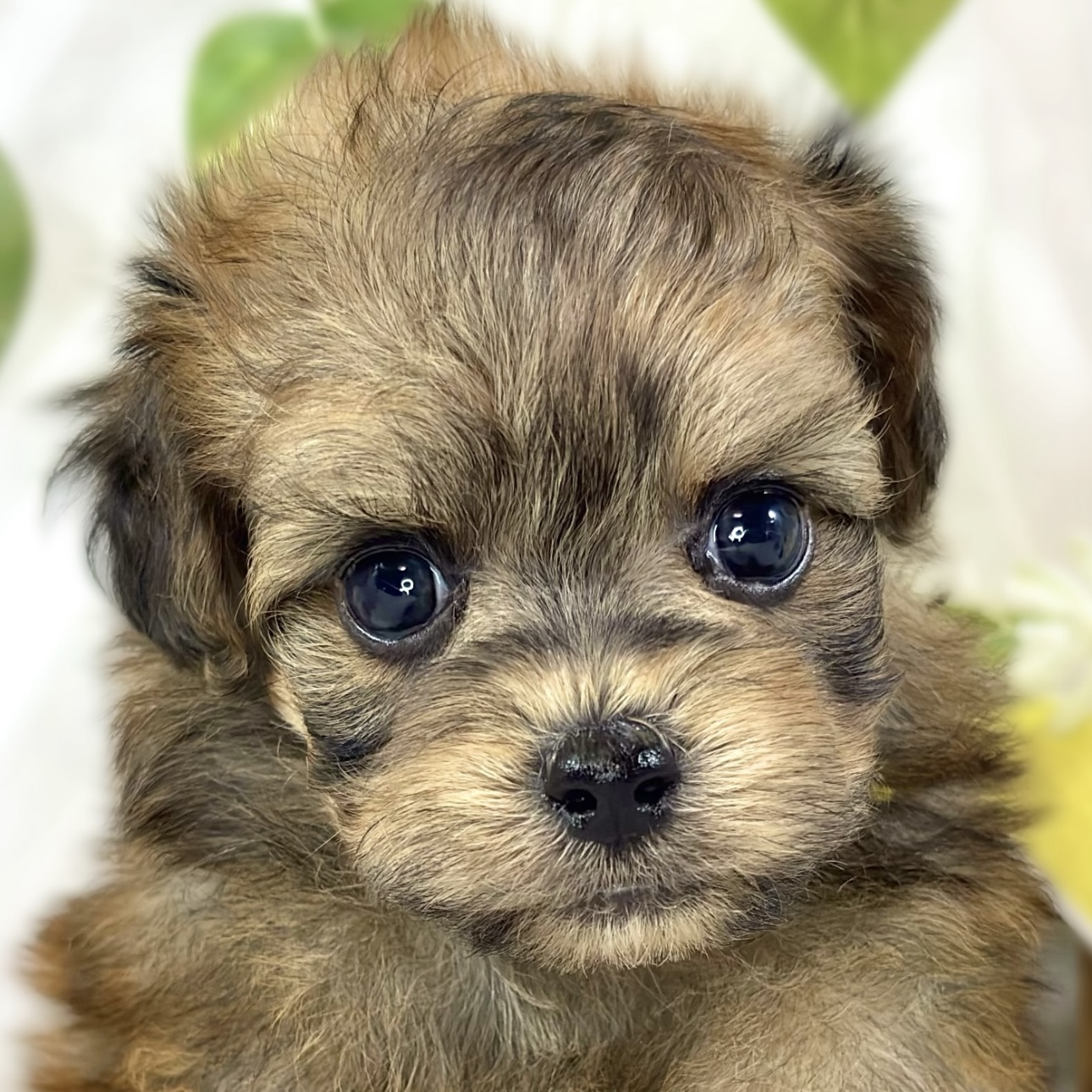 ハーフ犬男の子の写真