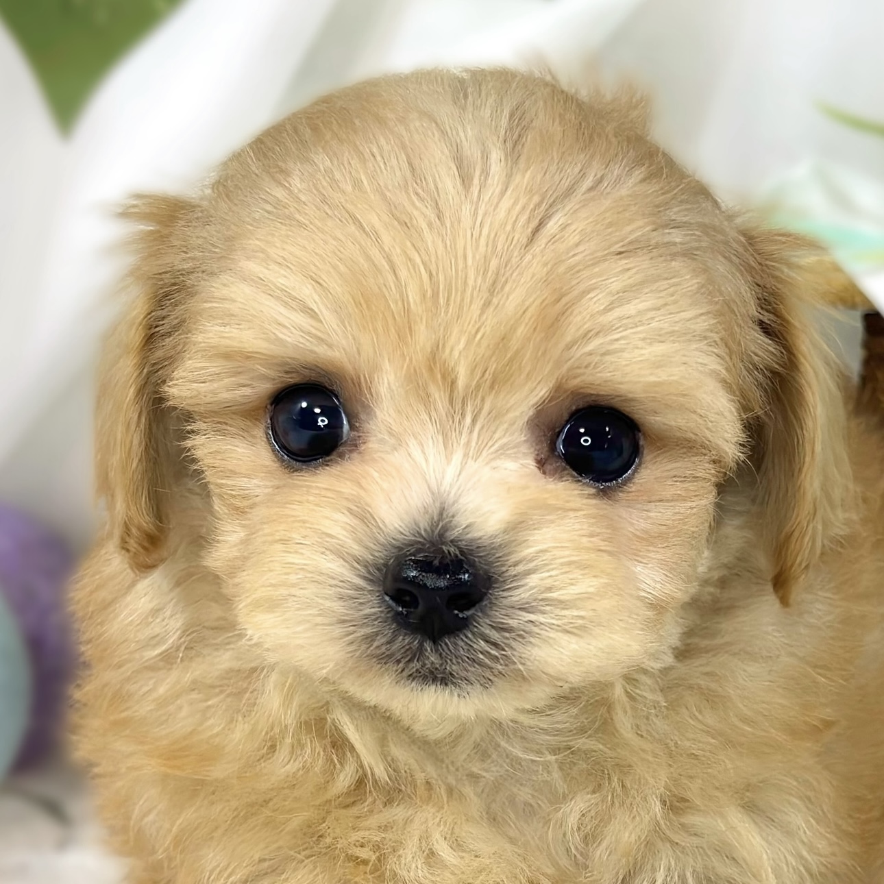 ハーフ犬男の子の写真