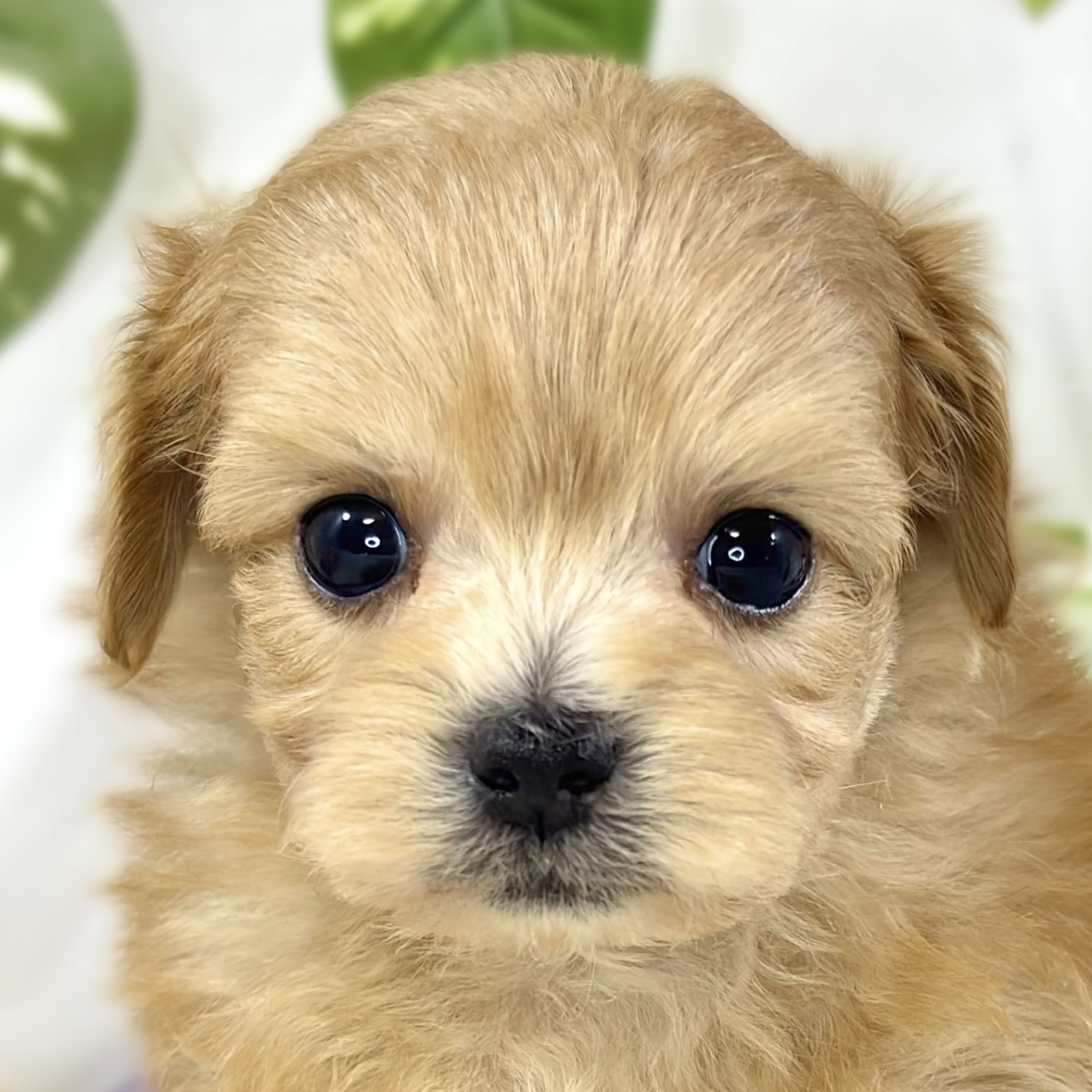 ハーフ犬男の子の写真