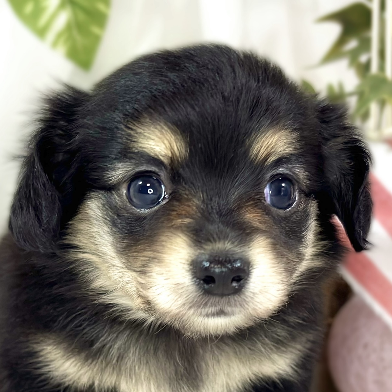 ハーフ犬女の子の写真