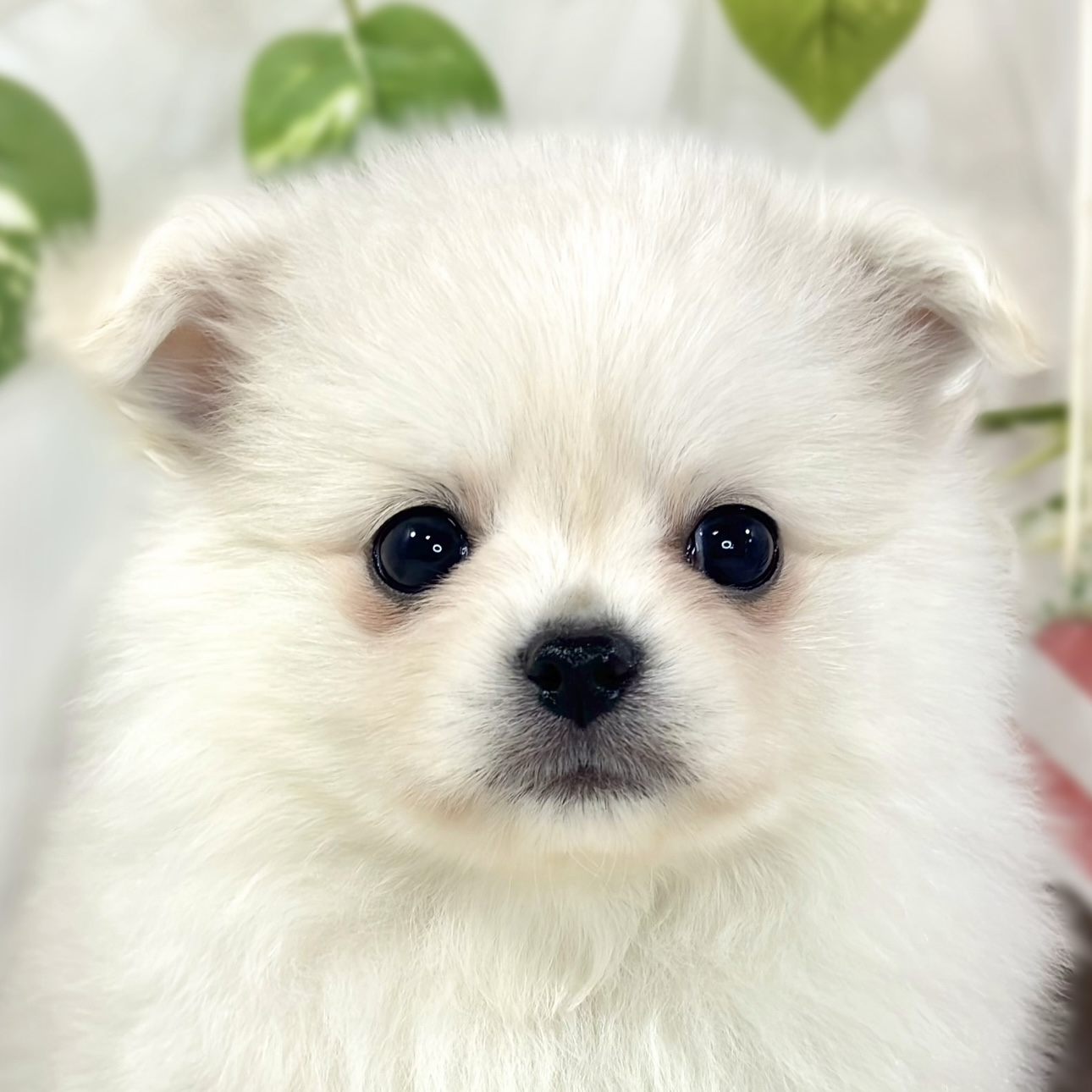 ハーフ犬男の子の写真