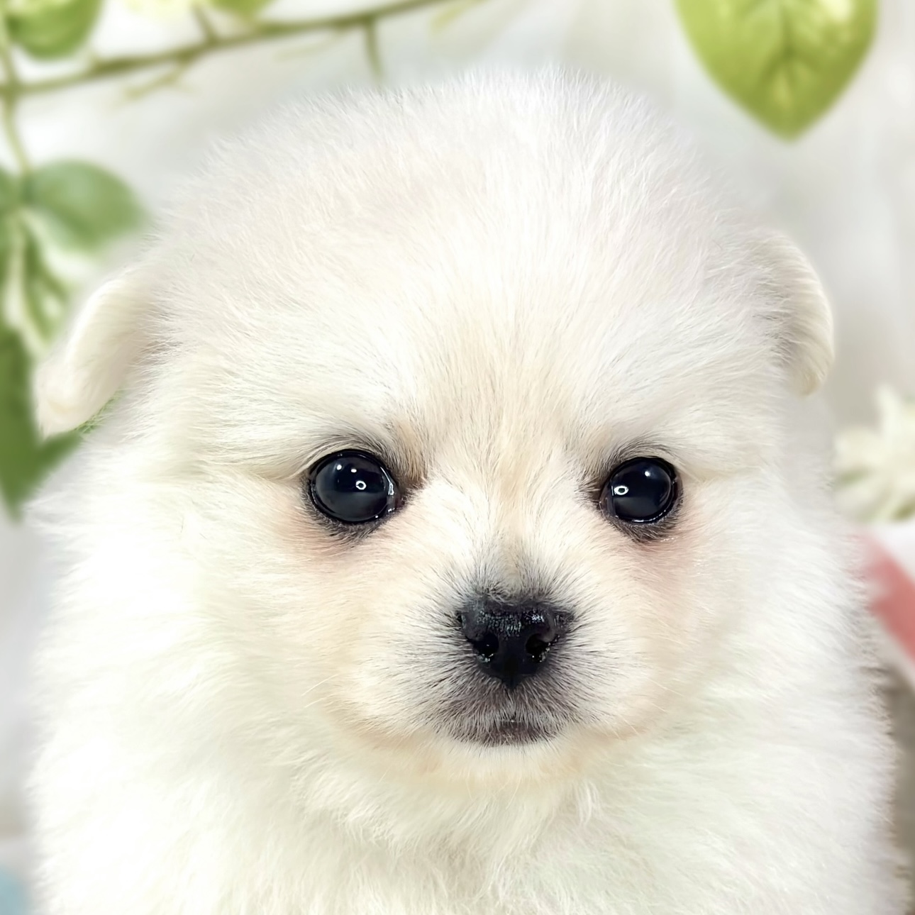 ハーフ犬男の子の写真