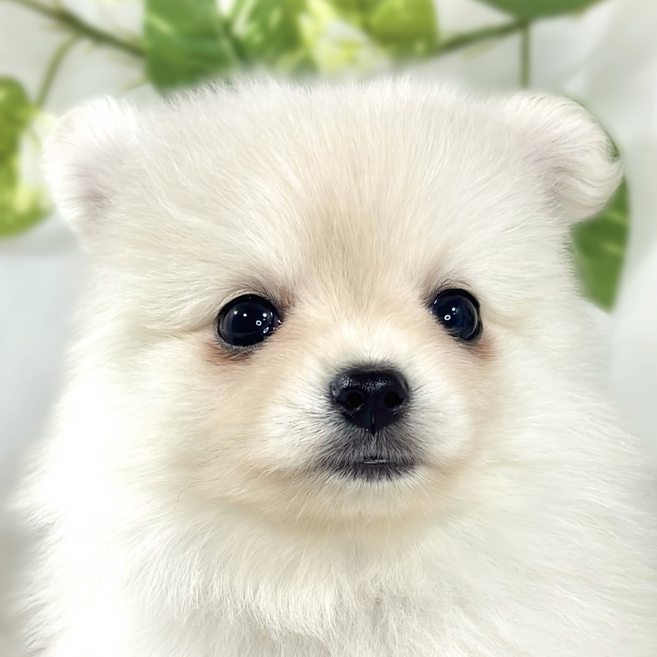 ハーフ犬女の子の写真