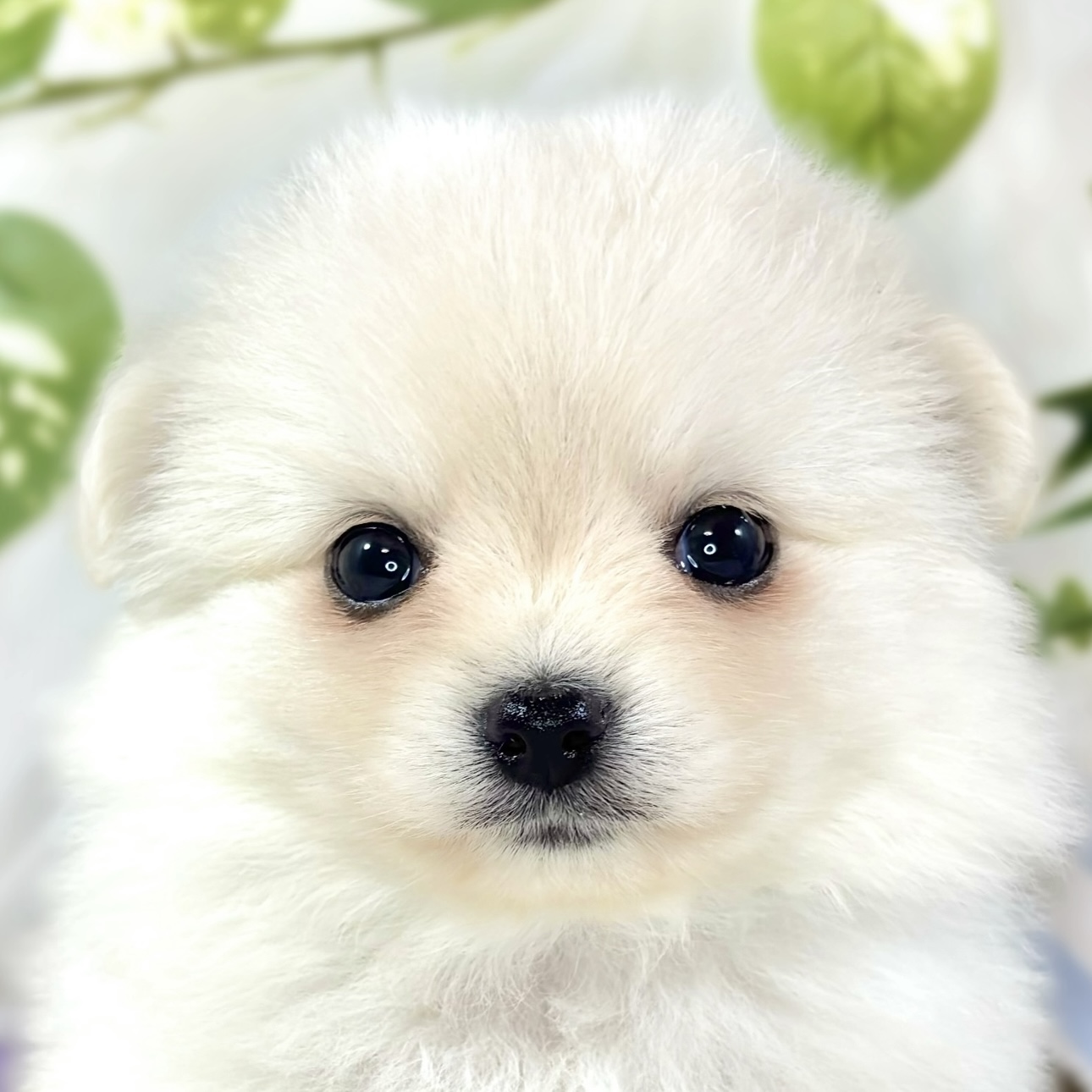 ハーフ犬女の子の写真