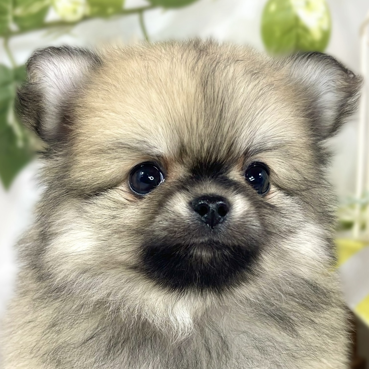 ハーフ犬男の子の写真