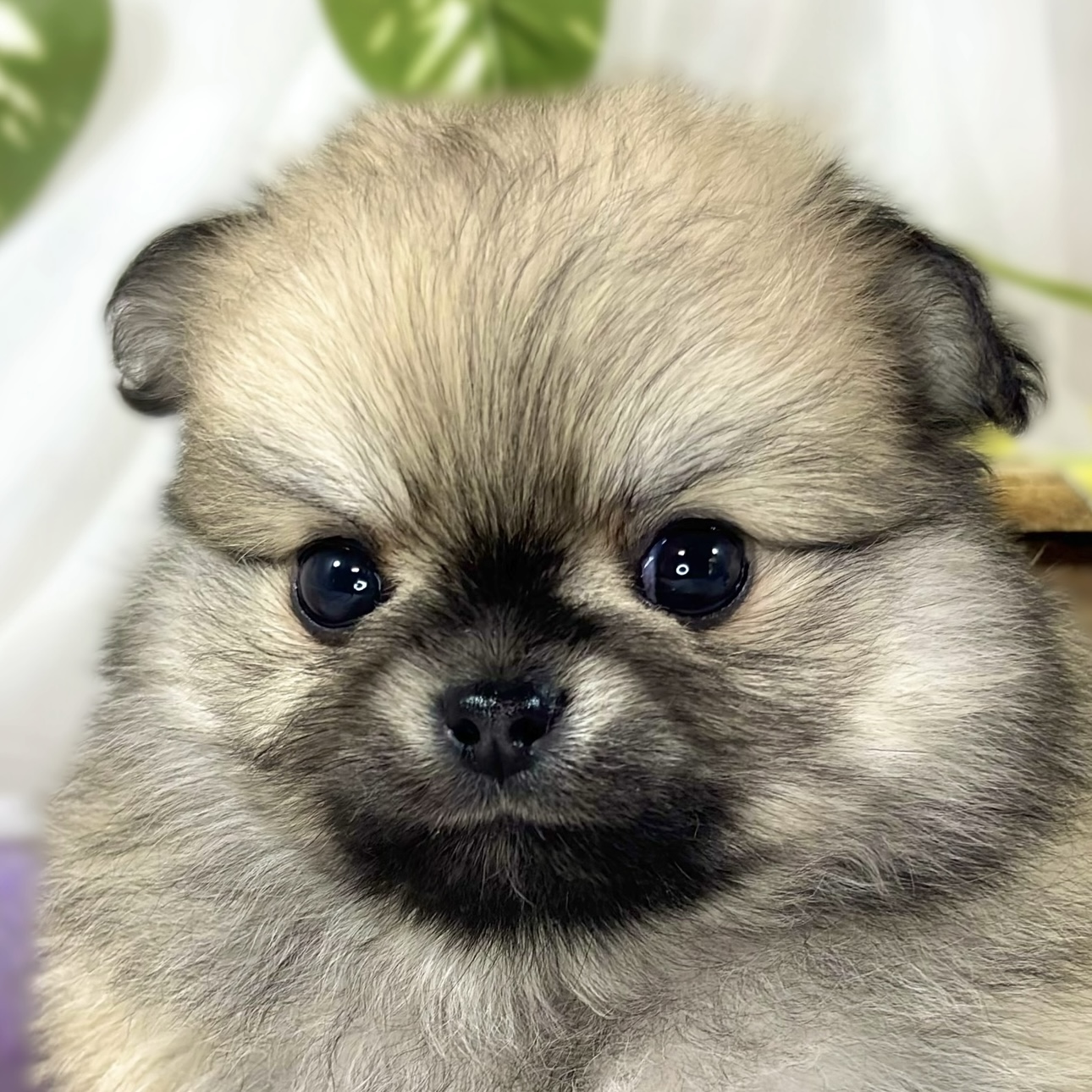 ハーフ犬男の子の写真