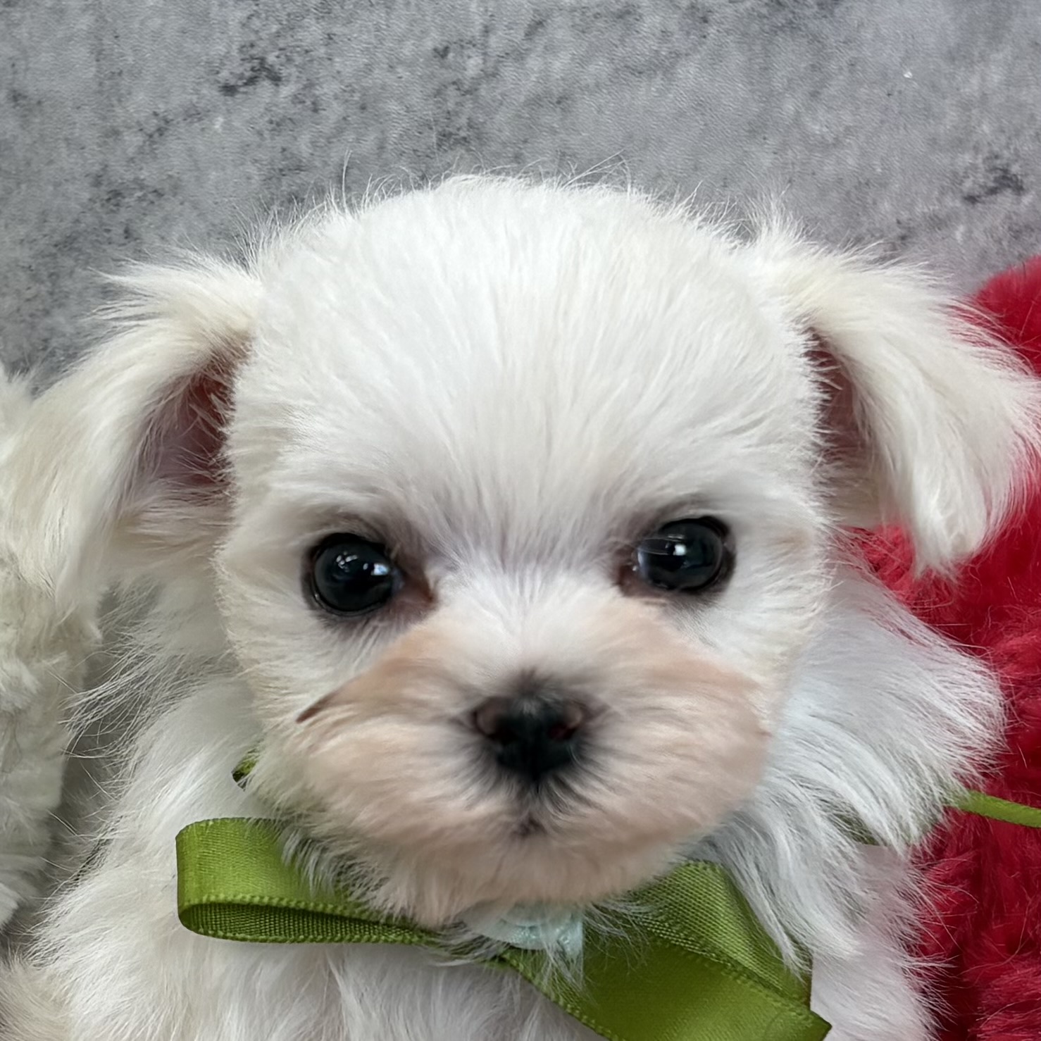 マルチーズ女の子の写真