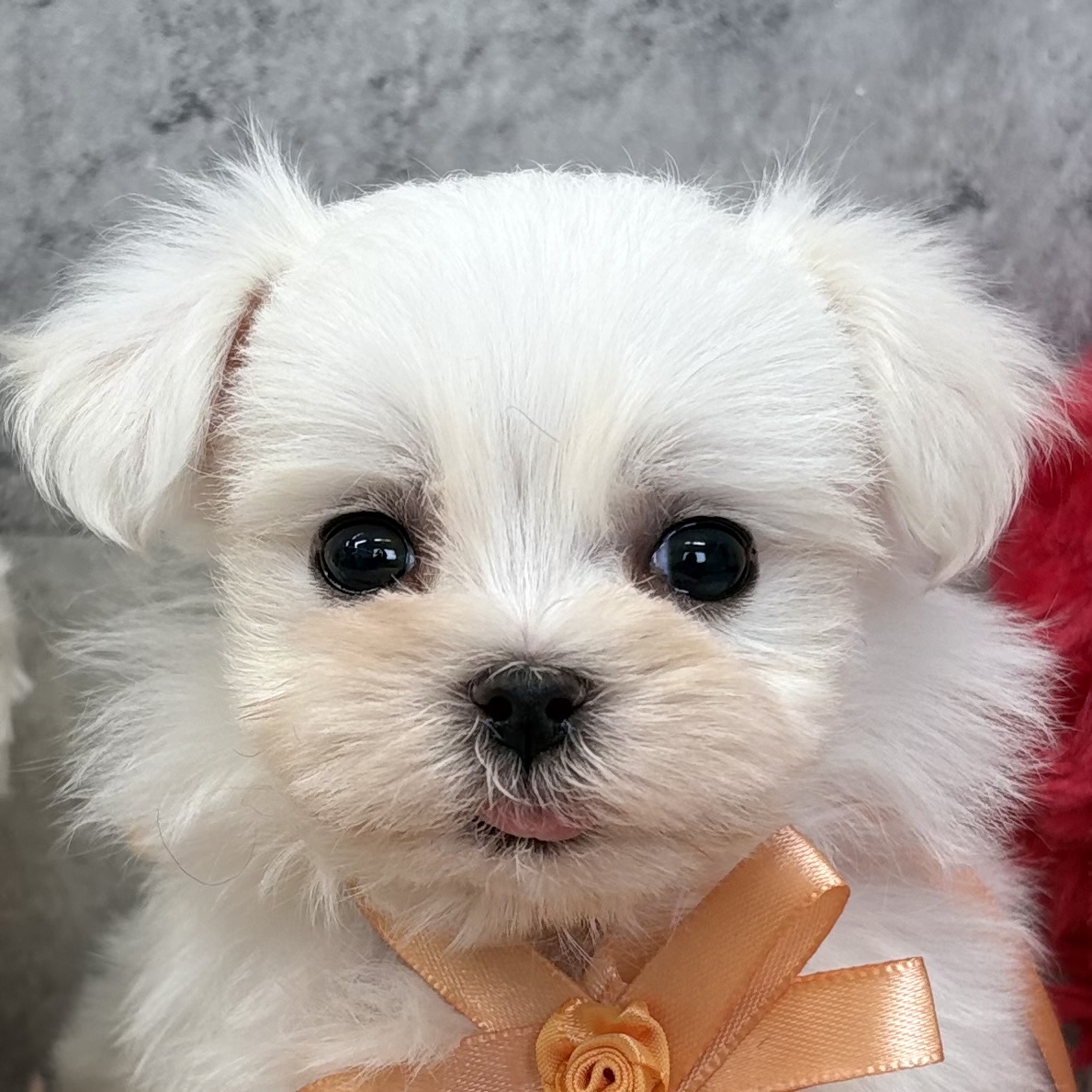 マルチーズ男の子の写真