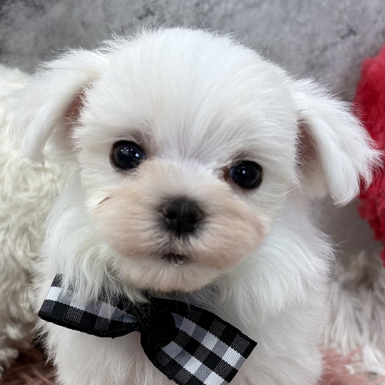 マルチーズ男の子の写真