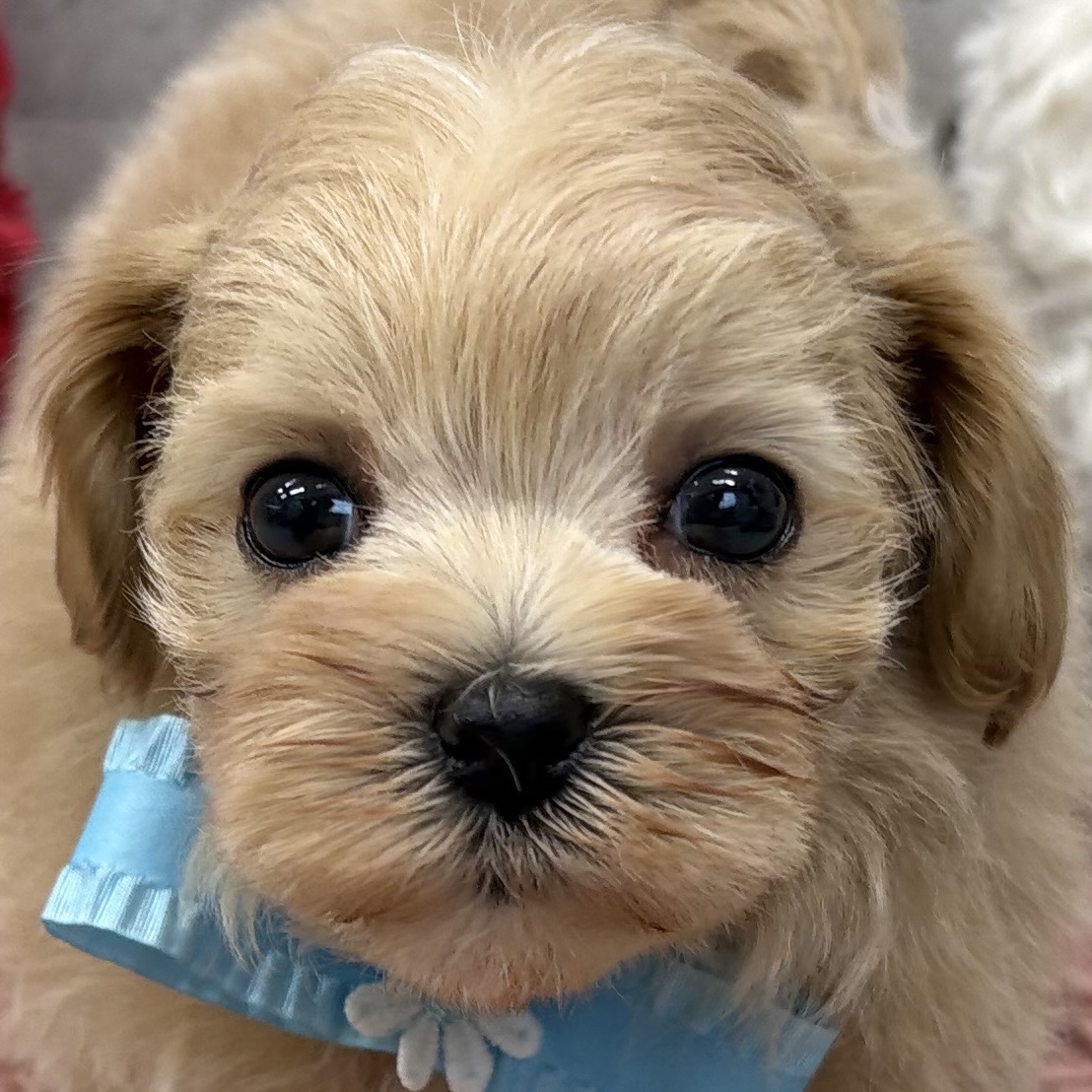 ハーフ犬男の子の写真