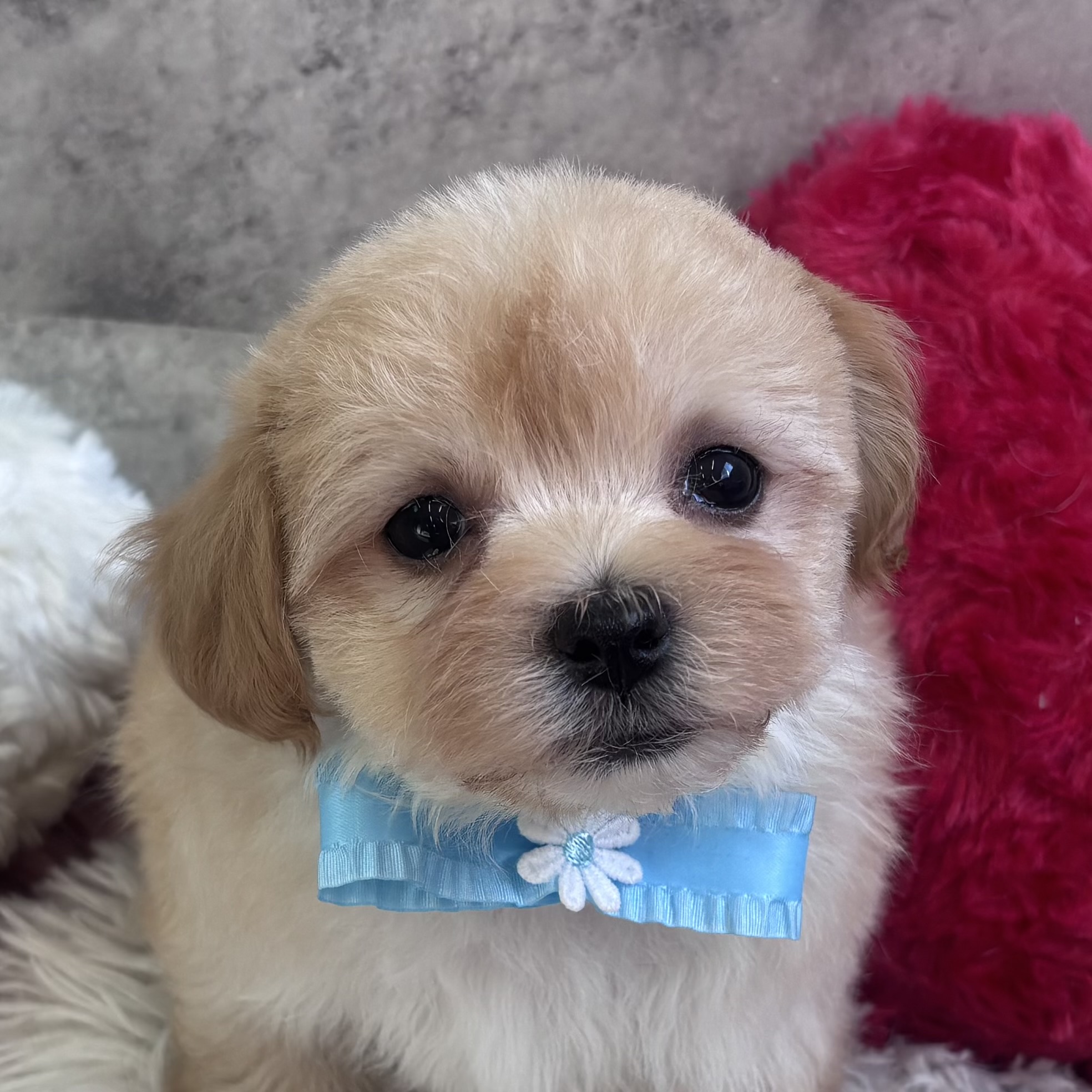 ハーフ犬男の子の写真