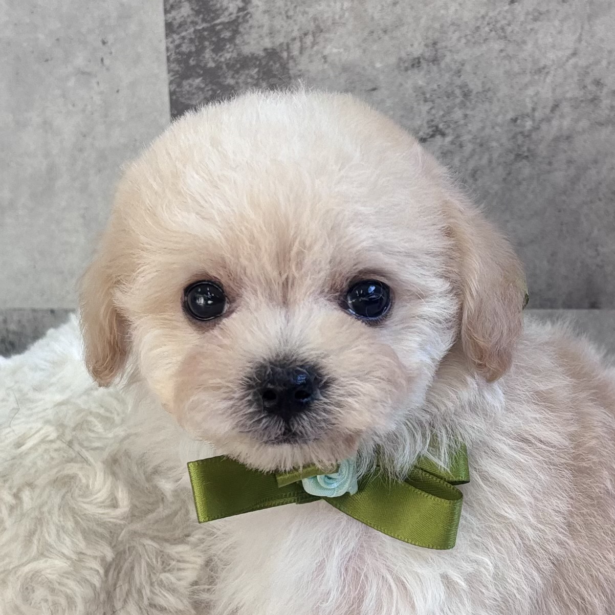 ハーフ犬男の子の写真