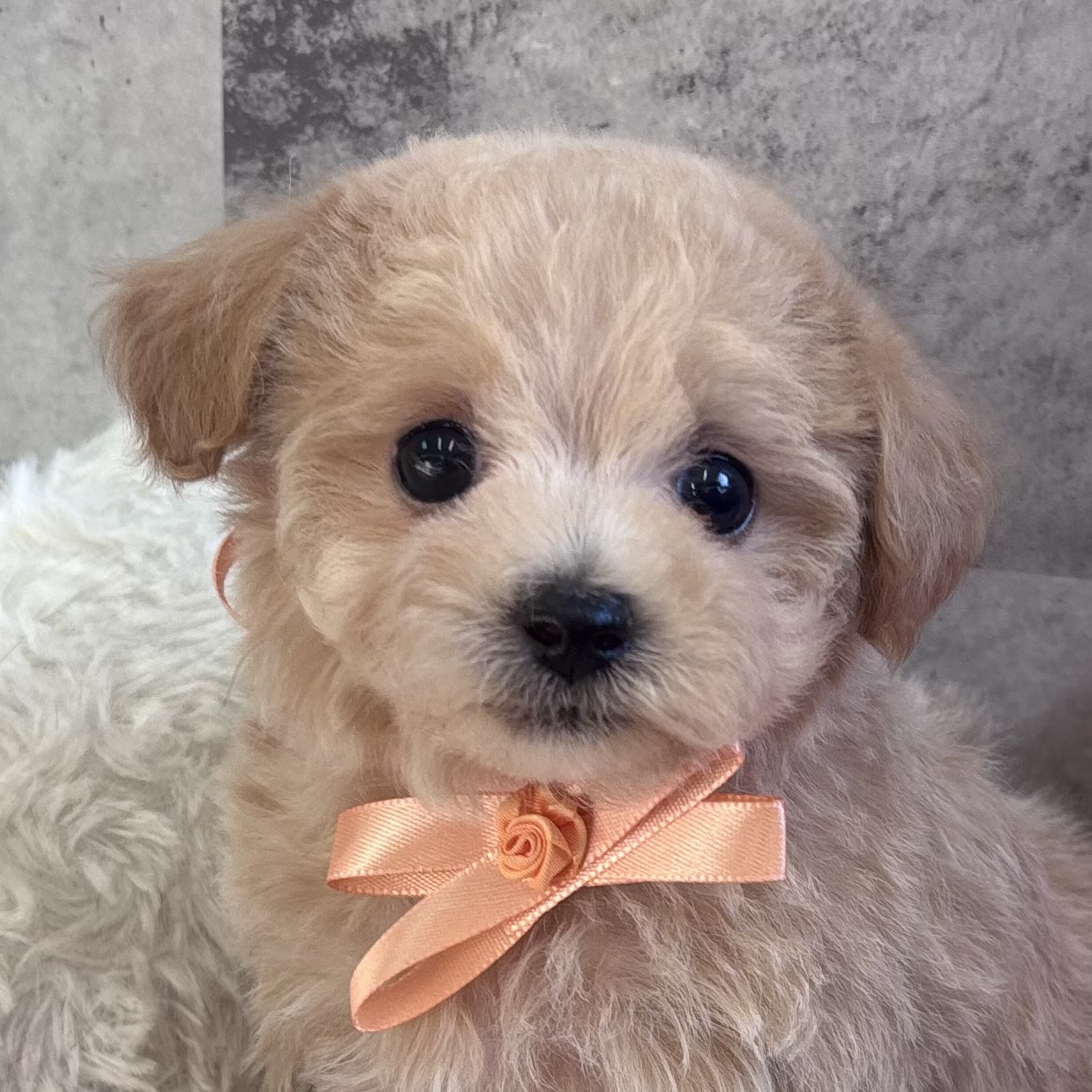 ハーフ犬女の子の写真