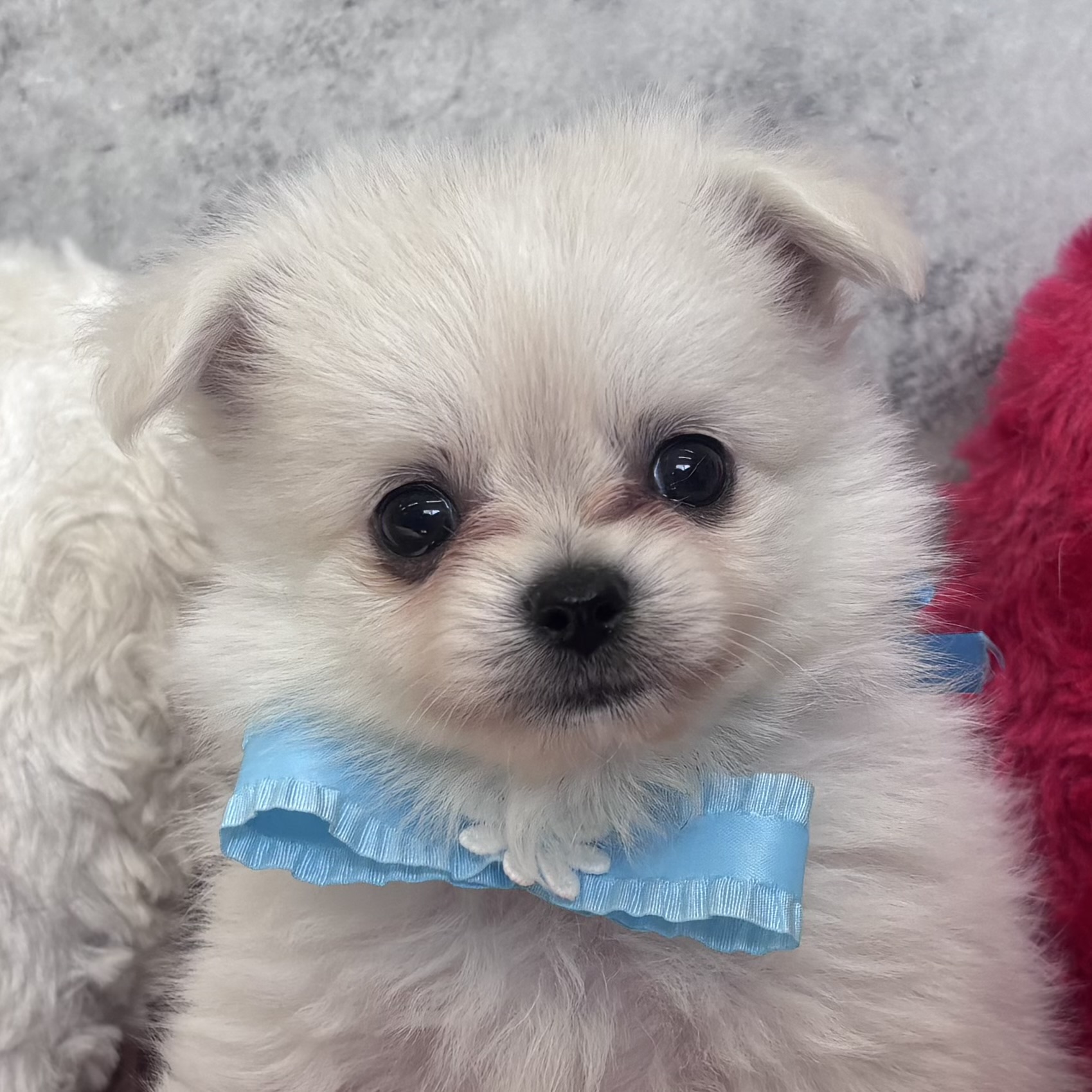 ハーフ犬男の子の写真