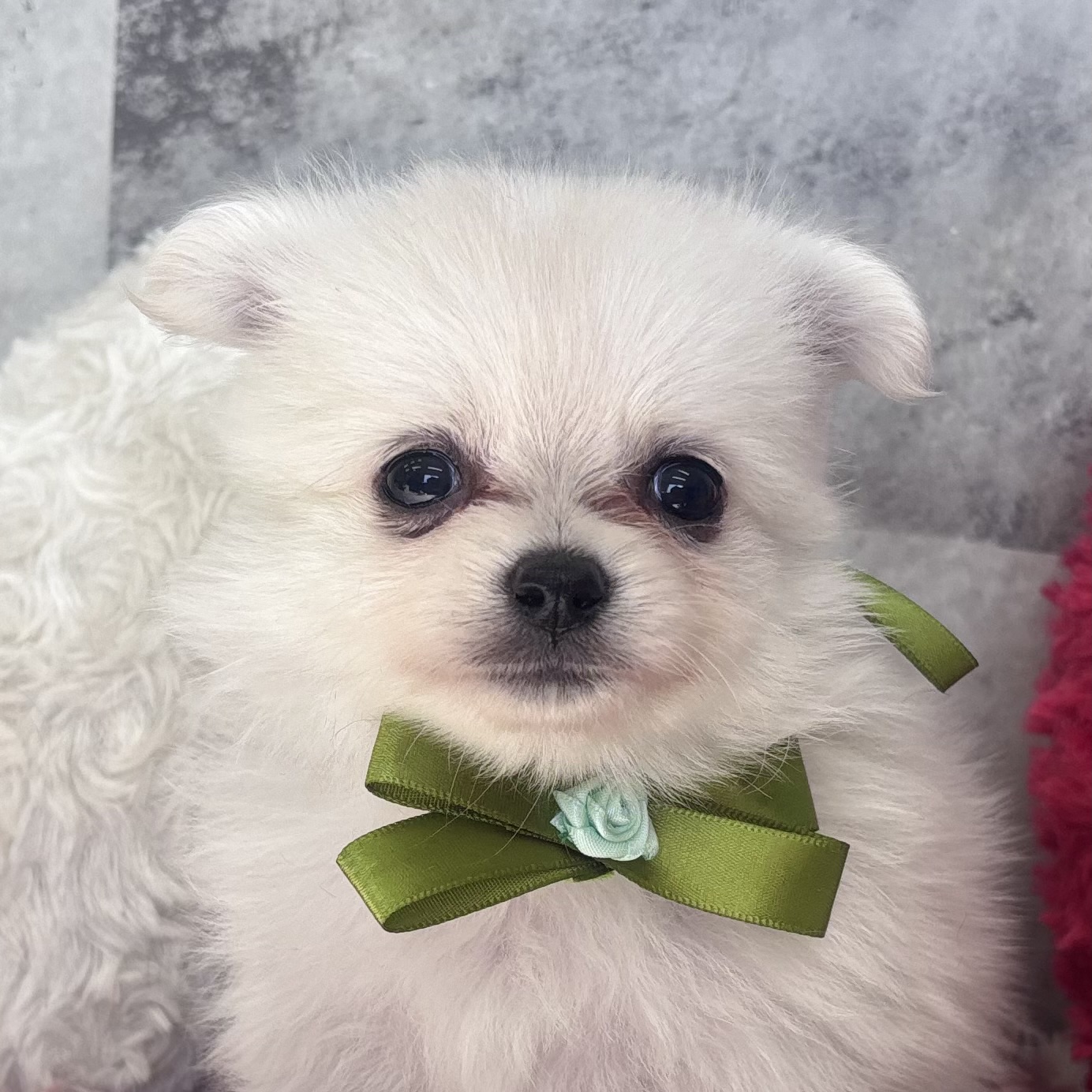 ハーフ犬男の子の写真