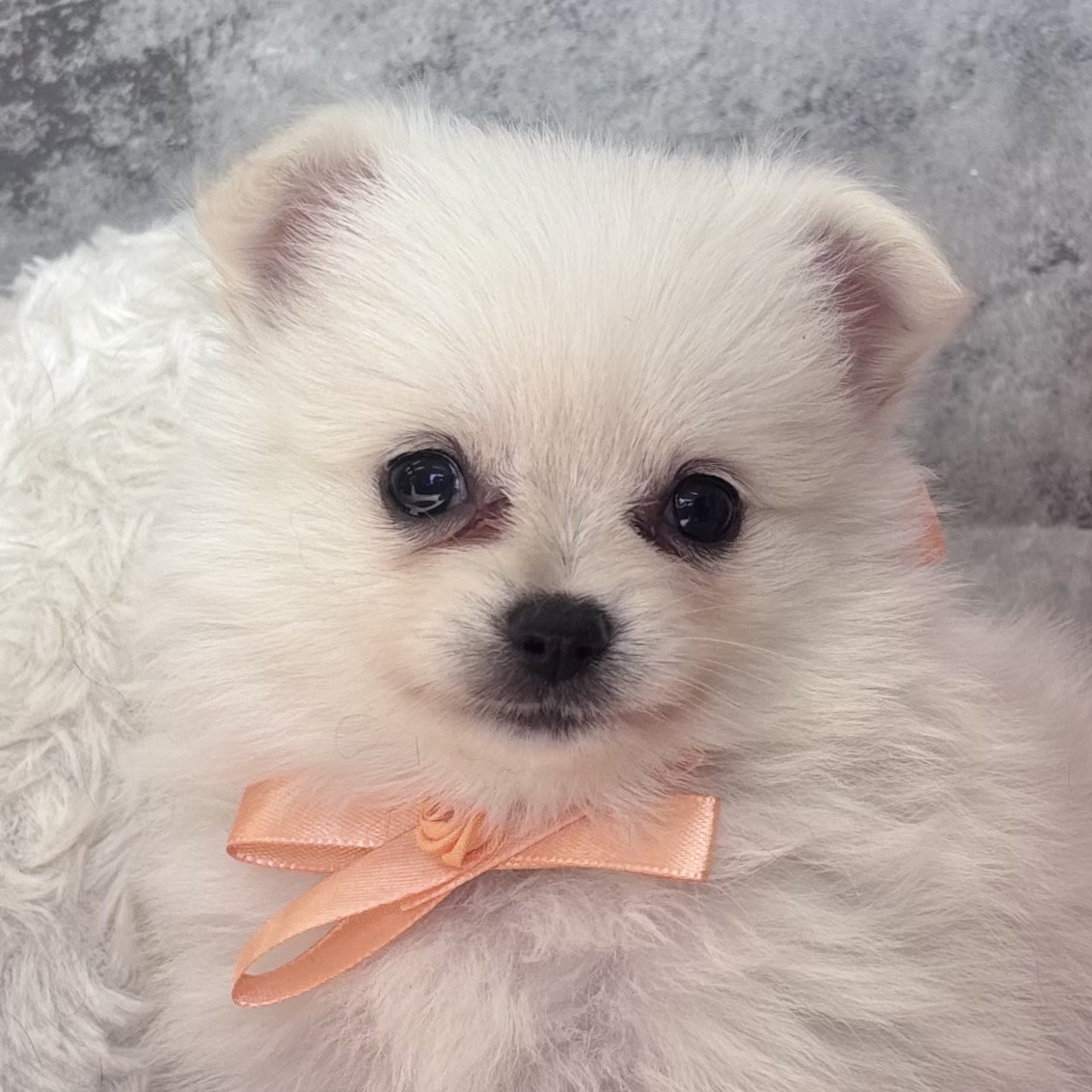 ハーフ犬女の子の写真