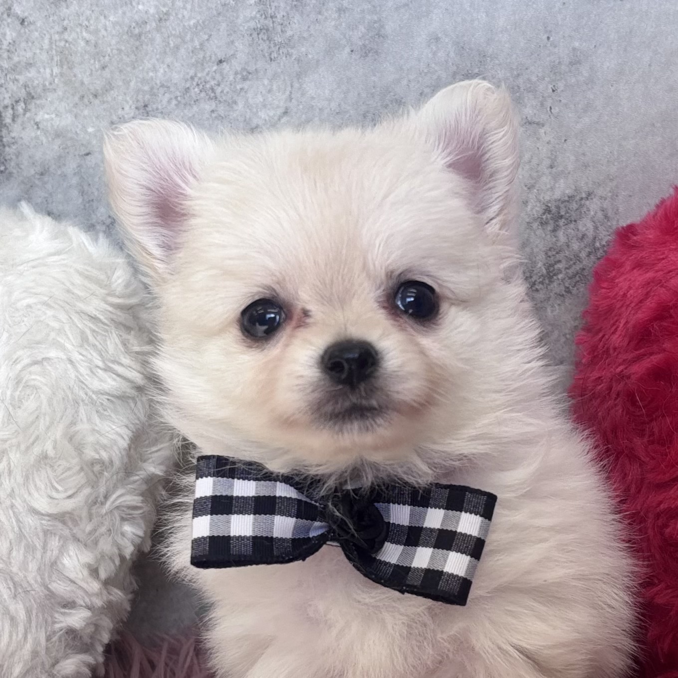 ハーフ犬女の子の写真