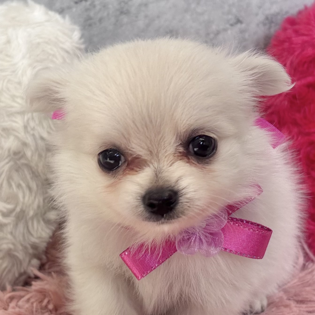 ハーフ犬女の子の写真