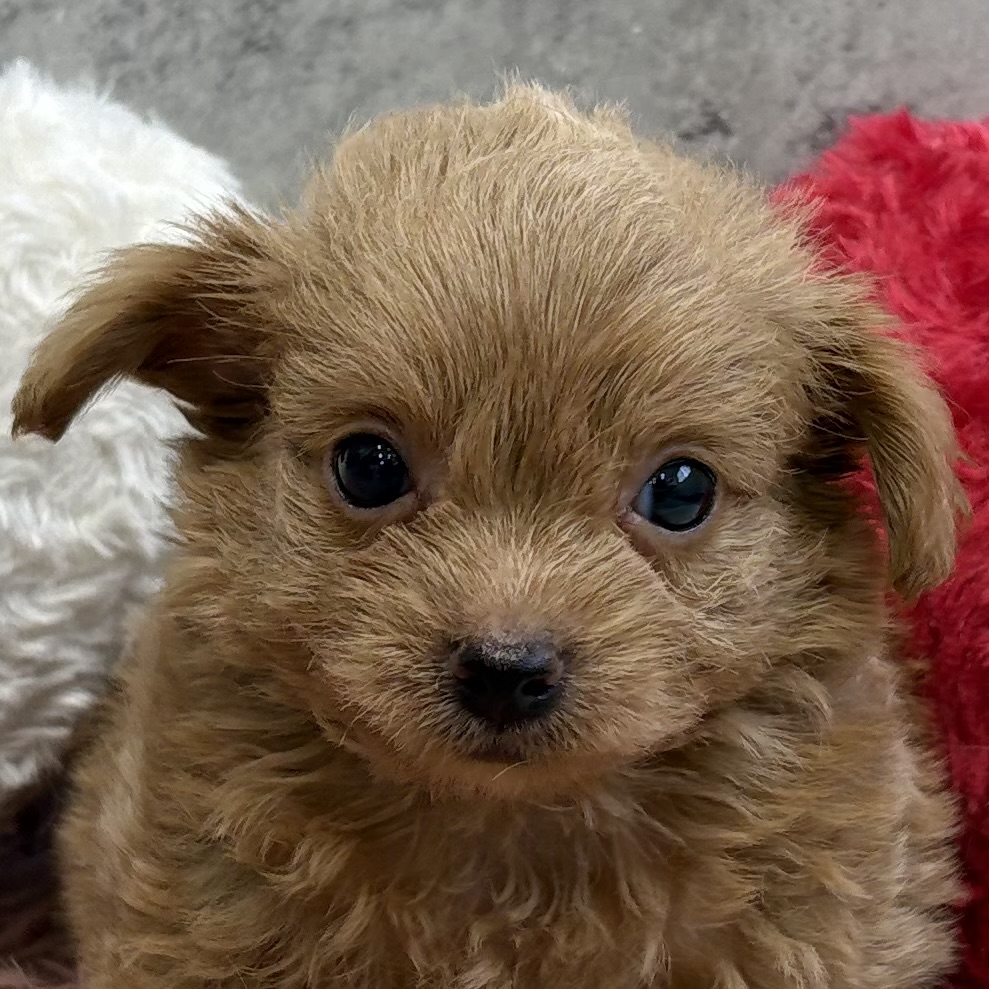 ハーフ犬男の子の写真