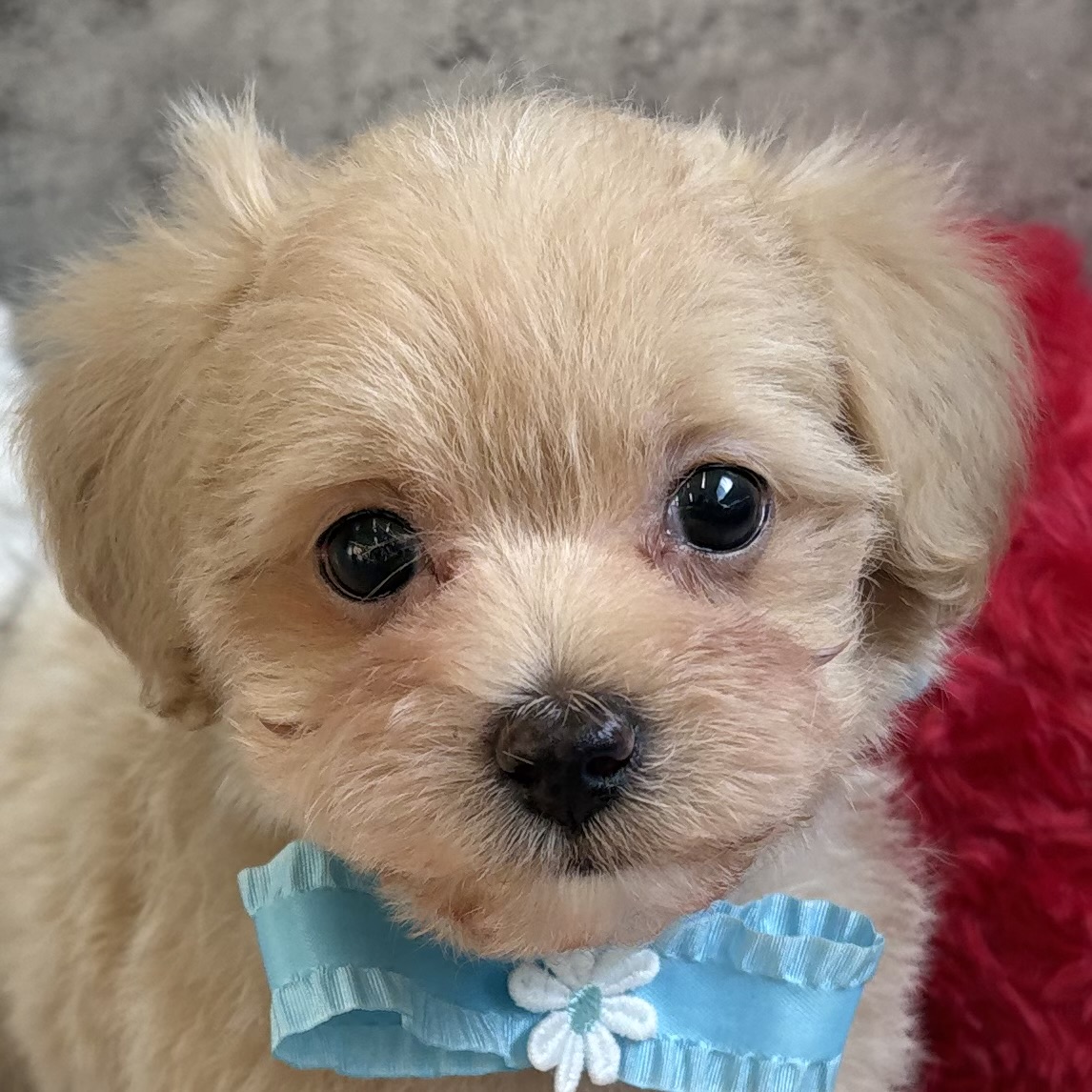 ハーフ犬女の子の写真