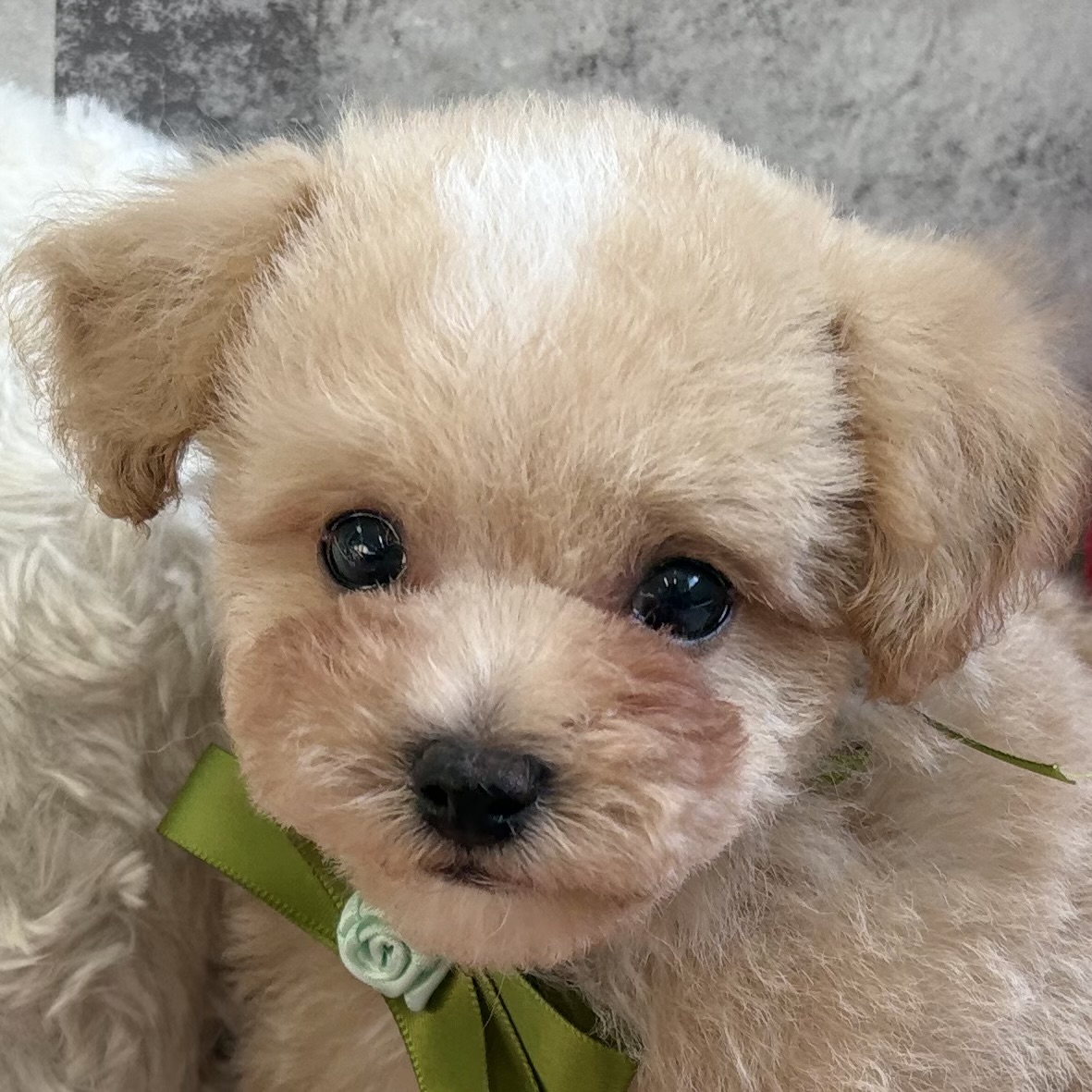 ハーフ犬男の子の写真