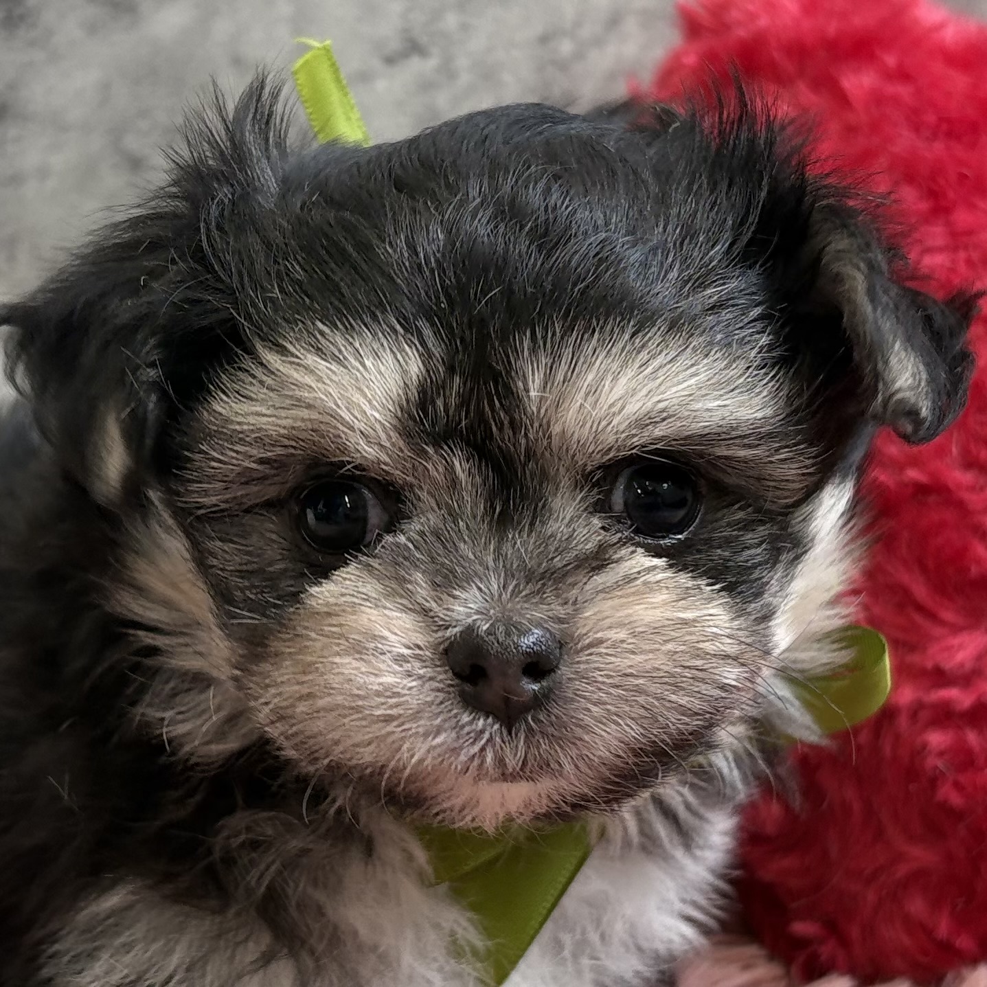 ハーフ犬男の子の写真