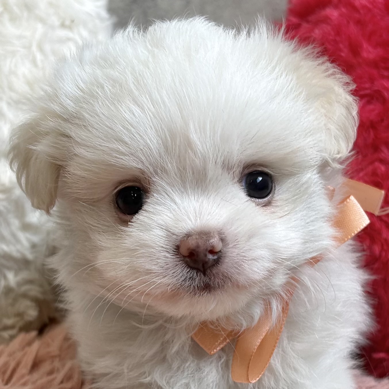 ハーフ犬女の子の写真