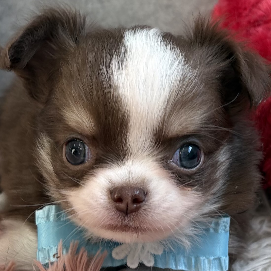 チワワ(ロング)男の子の写真