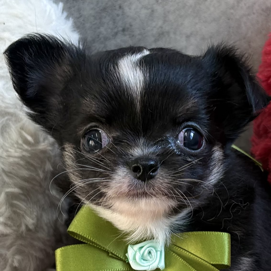 チワワ(ロング)女の子の写真