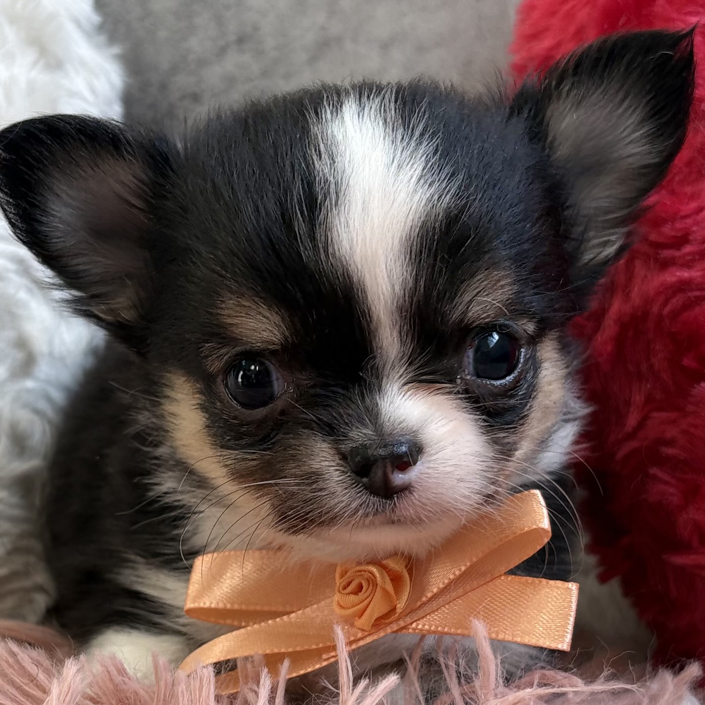 チワワ（ロング）男の子の写真