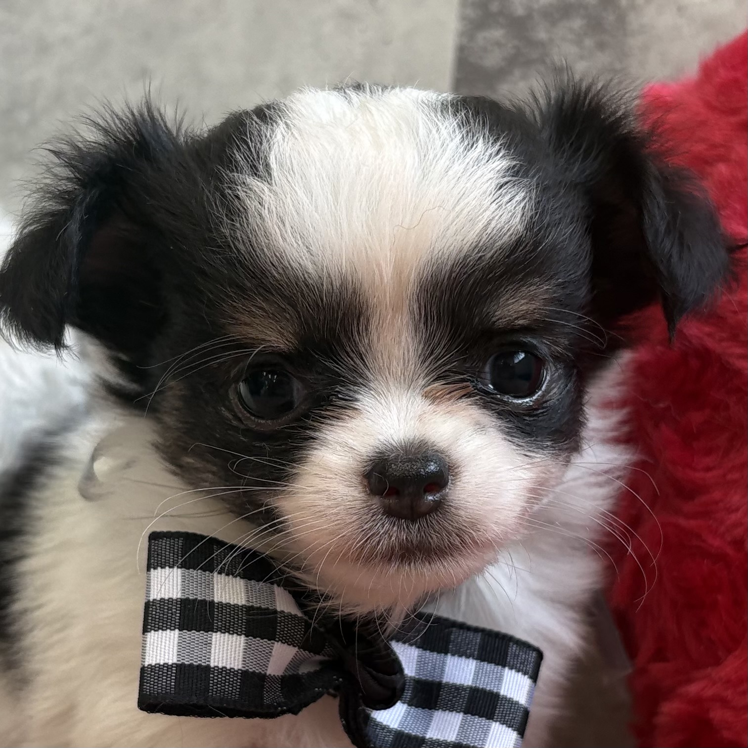 チワワ(ロング)女の子の写真