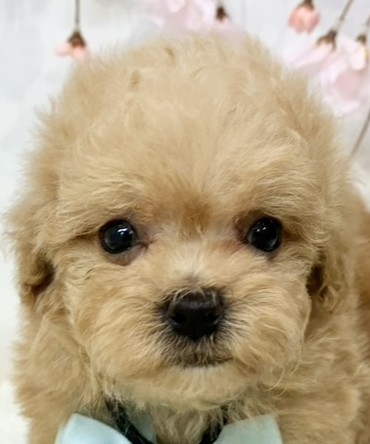 ハーフ犬男の子の写真