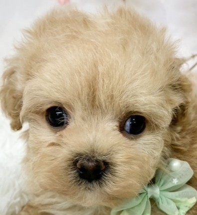 ハーフ犬男の子の写真