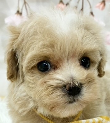 ハーフ犬女の子の写真