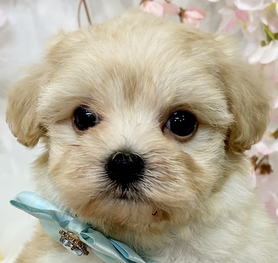 ハーフ犬女の子の写真