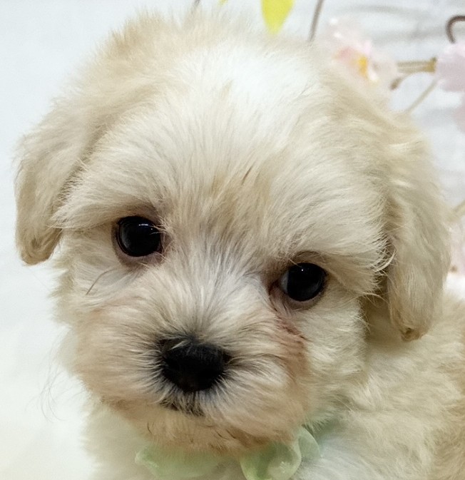 ハーフ犬女の子の写真