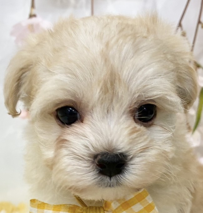 ハーフ犬女の子の写真