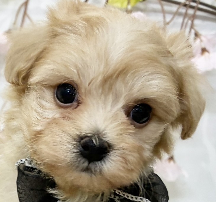 ハーフ犬男の子の写真