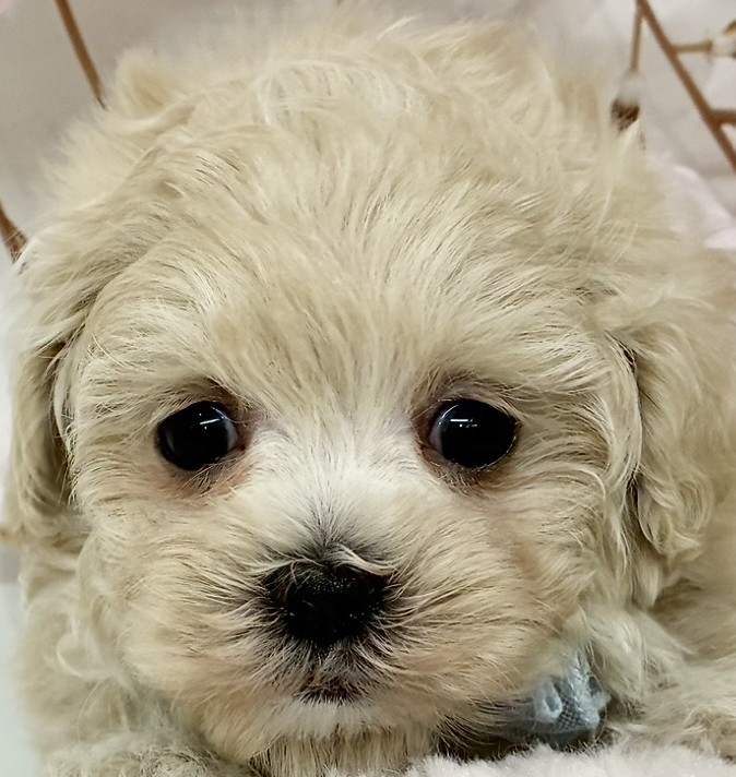 ハーフ犬男の子の写真