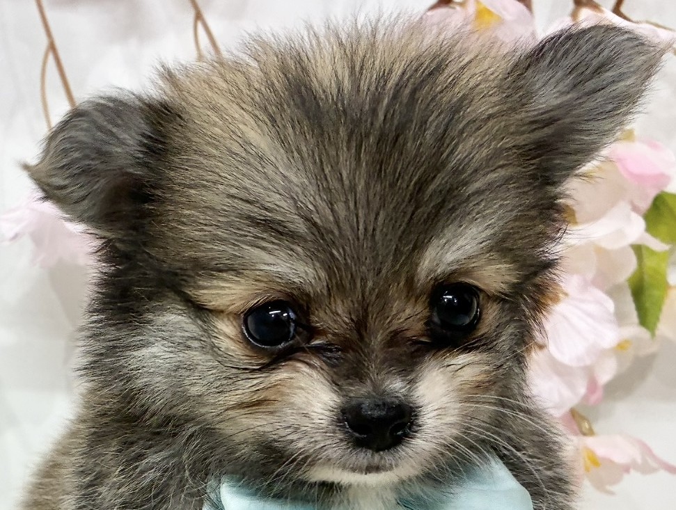 ハーフ犬男の子の写真