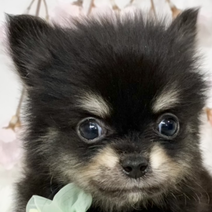 ハーフ犬男の子の写真