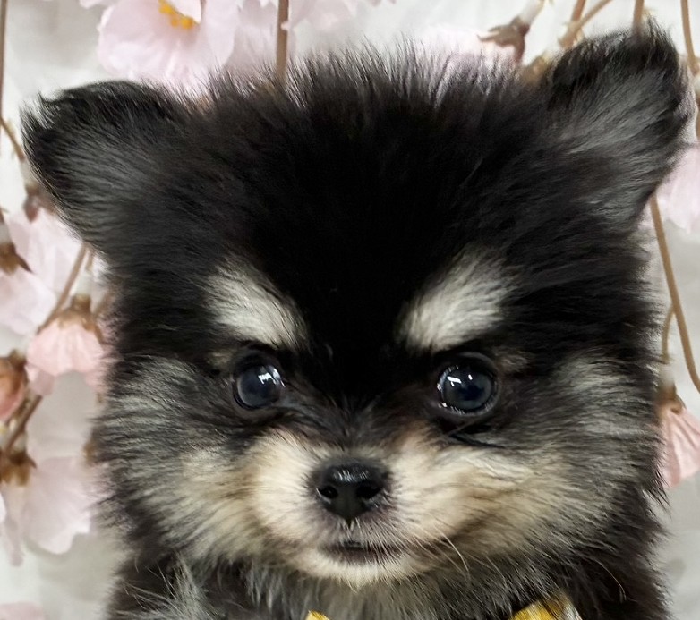 ハーフ犬男の子の写真