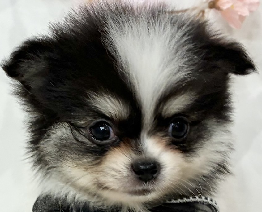 ハーフ犬男の子の写真