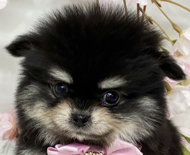 ハーフ犬女の子の写真