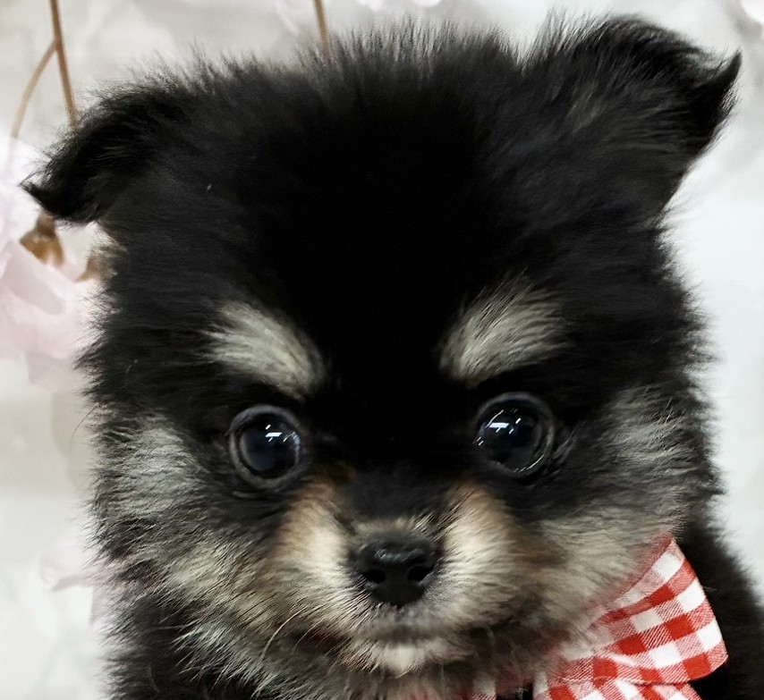 ハーフ犬女の子の写真