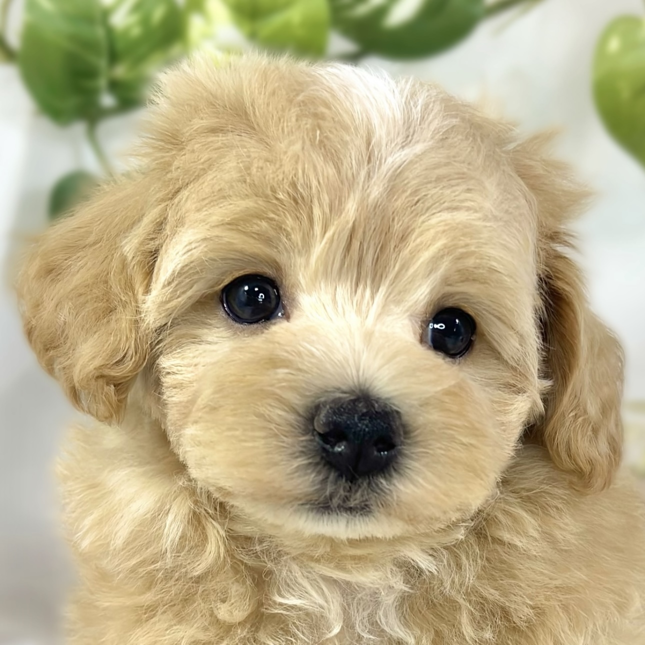 ハーフ犬男の子の写真